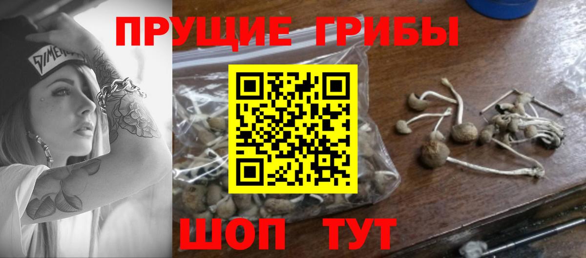 Псилоцибиновые грибы Psilocybe Кемерово